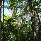 Brazilian Amazon